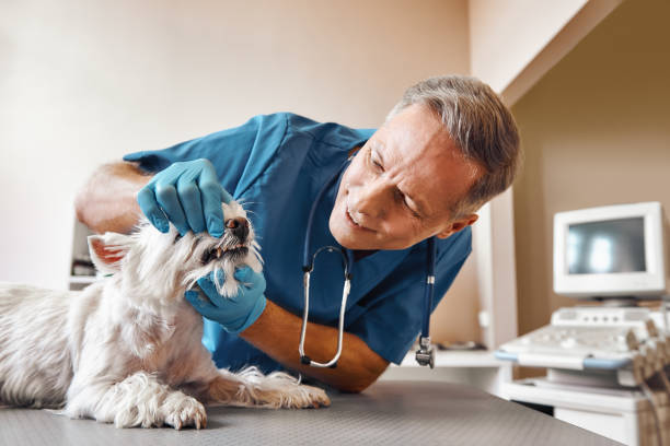 Best Dentist Open Late Near Me  in Topeka, IN